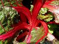 Bright Lights Swiss Chard / Beta vulgaris var. cicla 